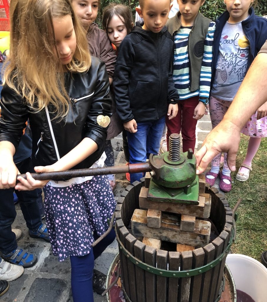 Szüret (13)